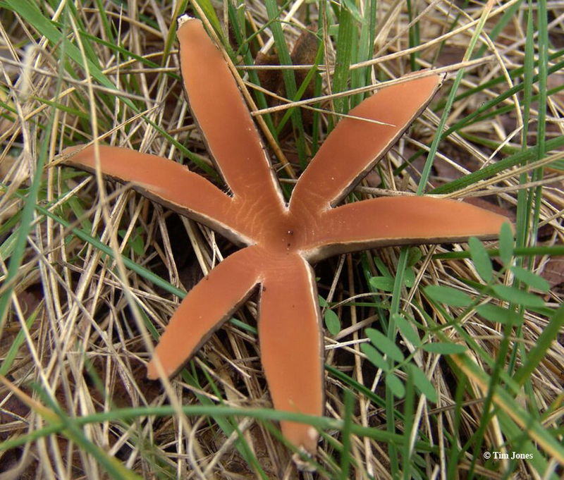 Chorioactis_Geaster