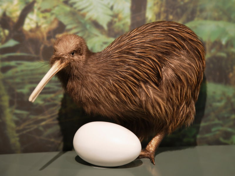 Colossal_Kiwis