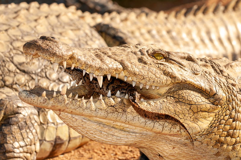 Dangerous_Dwarf_Crocodiles