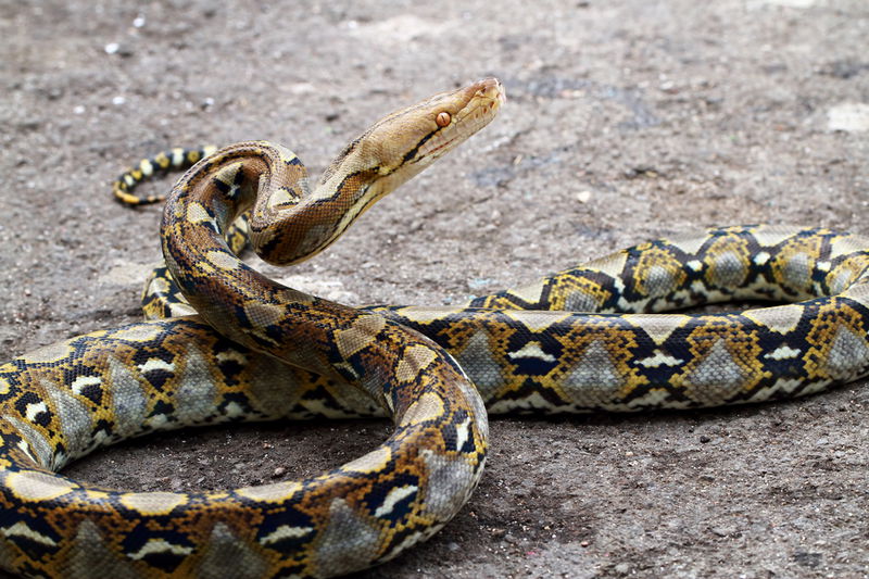 reticulated_python