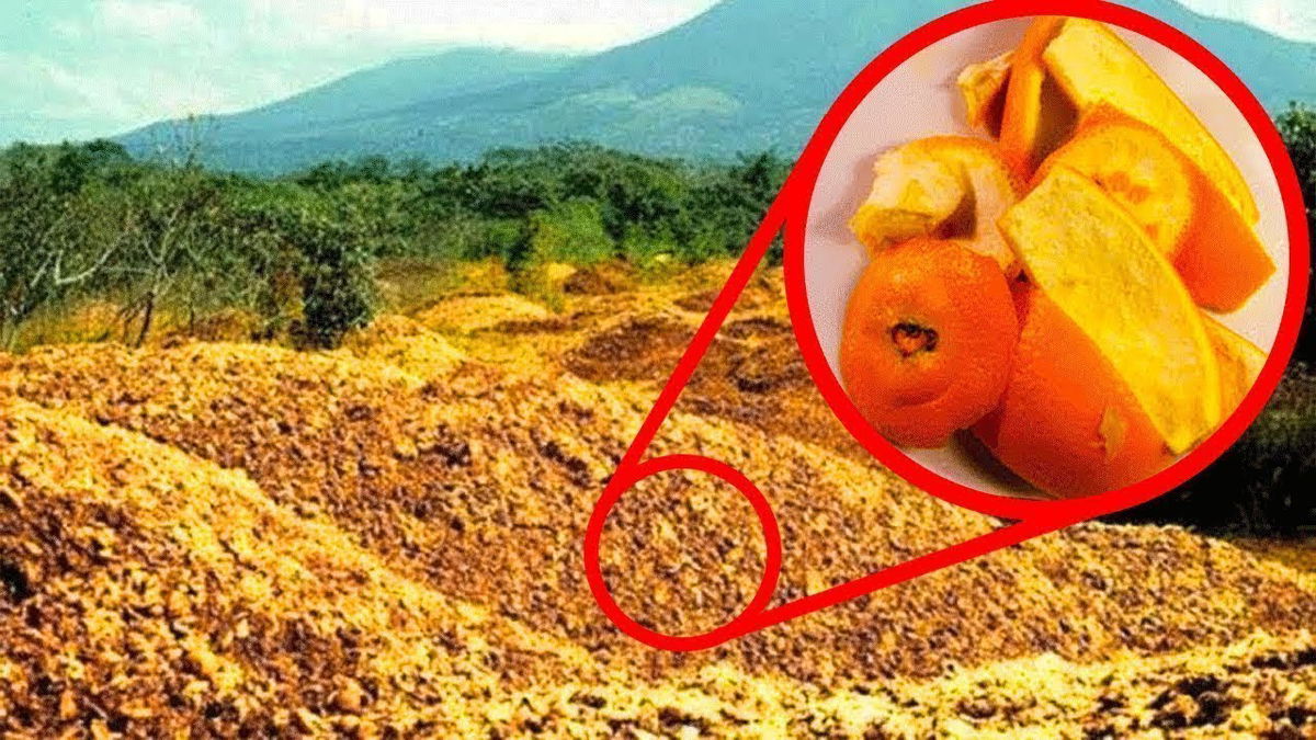 They Threw 12,000 Tons Of Orange Peels In A Forest. 16 Years Later They Returned to See The Results…