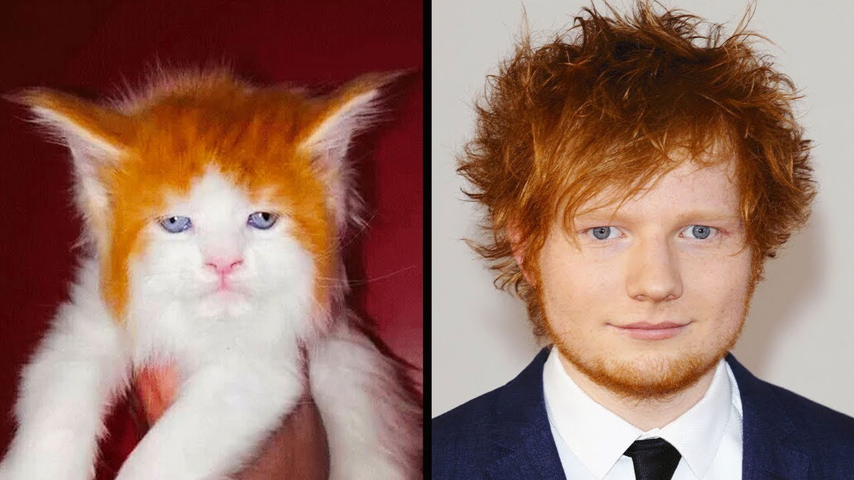 Animals That Look Like Celebrities