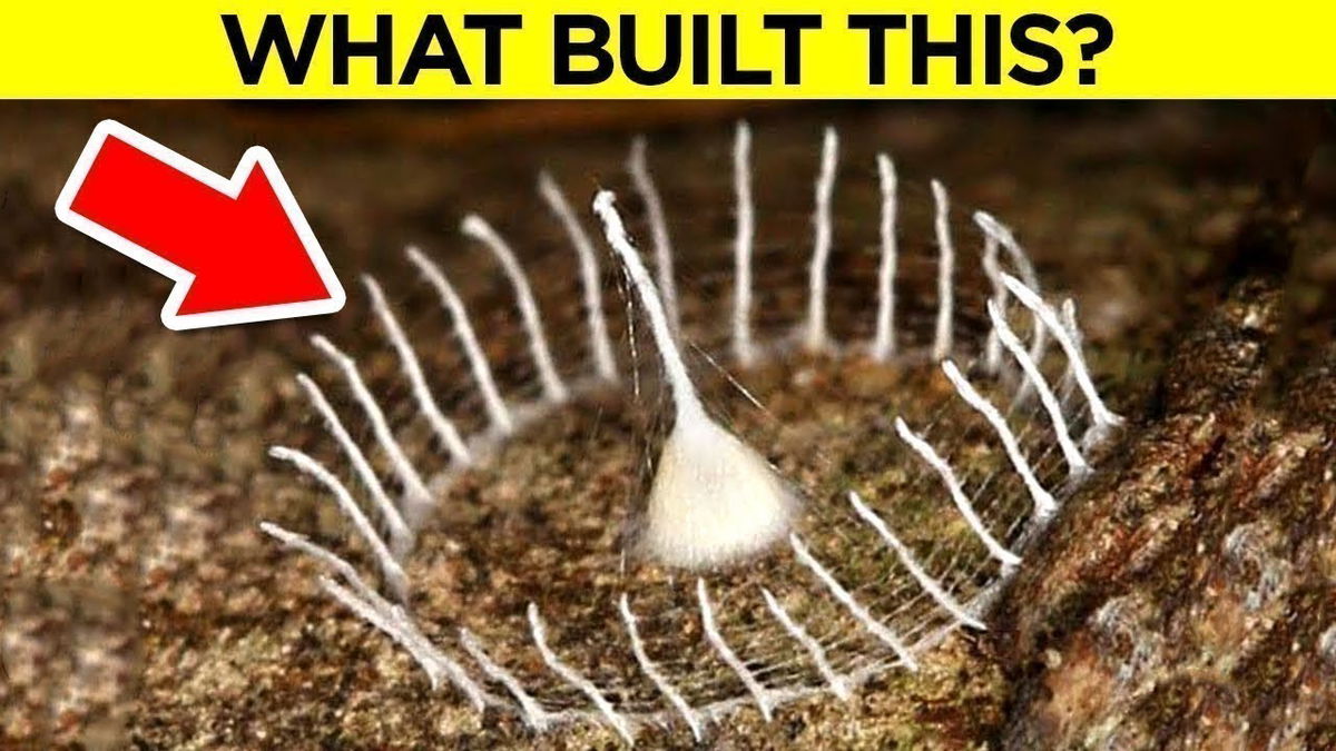 Unbelievable Bug Structures