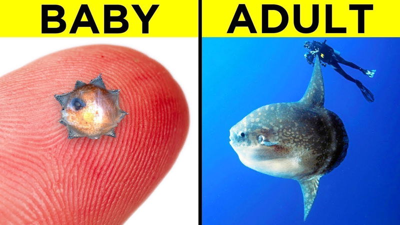 Weirdest Babies Of The Animal Kingdom