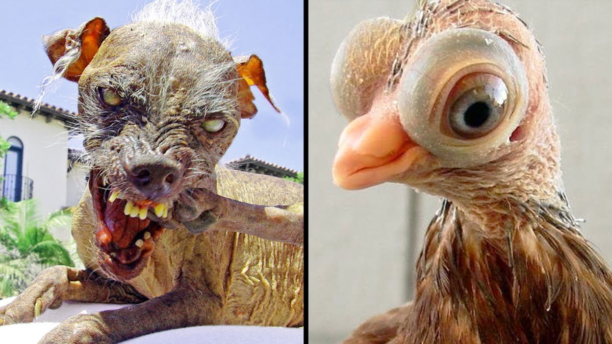 Horrifying Pets We’ve Bred Into Existence