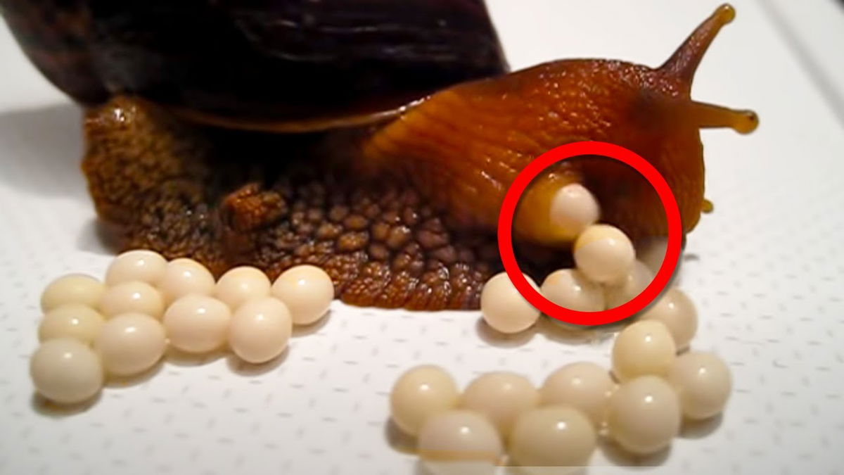 Snail Laying Eggs