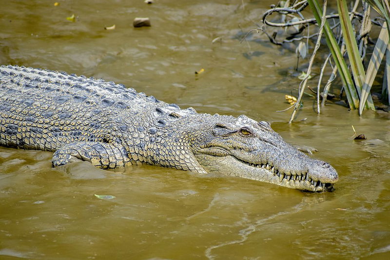 saltwater crocodile