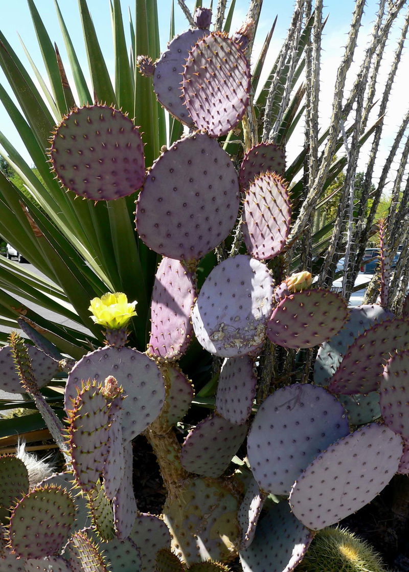 Opuntia santa-rita