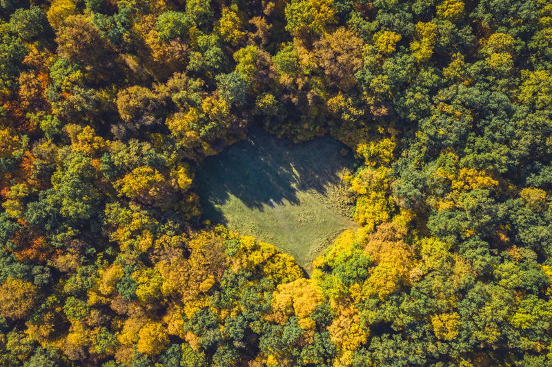 Hoia Baciu Forest ominous circular