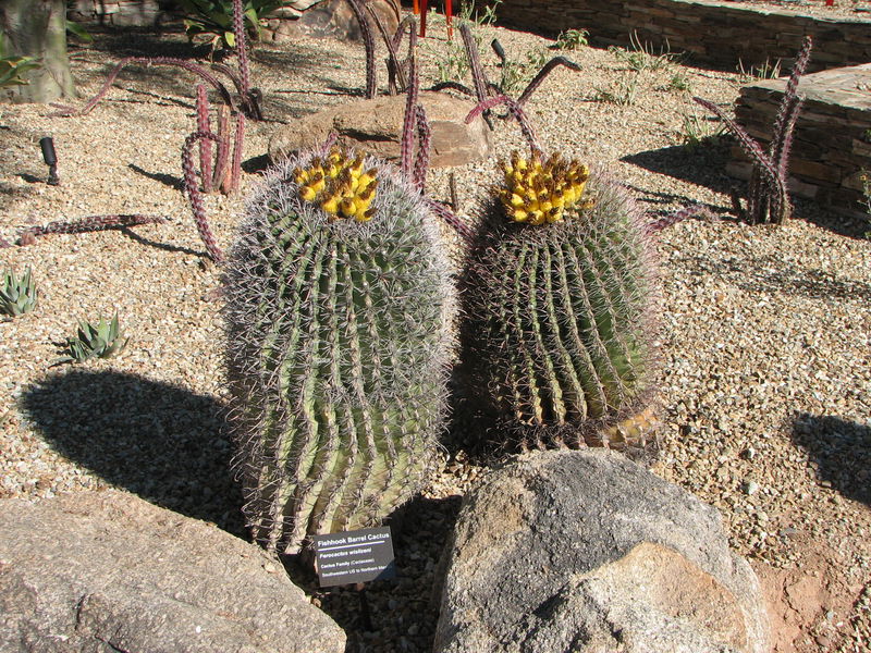 Fishhook Barrel Cactus