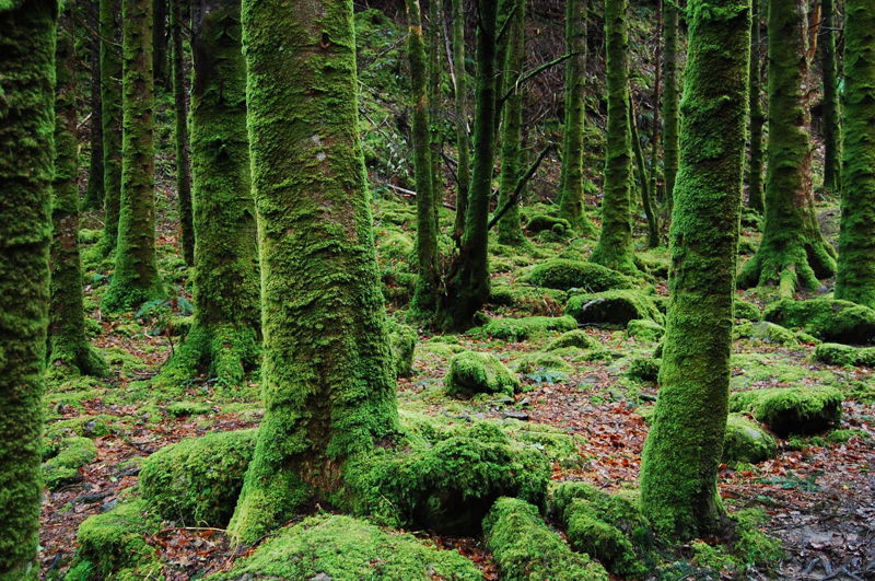 moss grows in trees