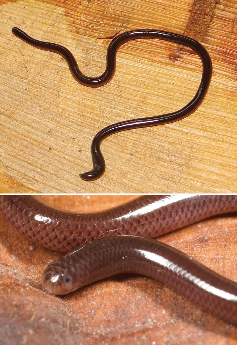 Blind Snake or Ramphotyphlops Braminus