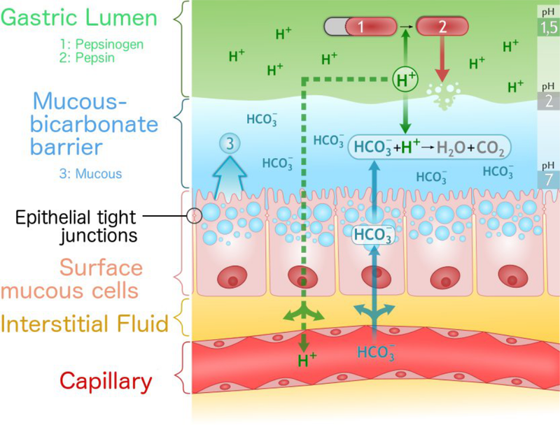 Epithelial Cell Layer in Stomach