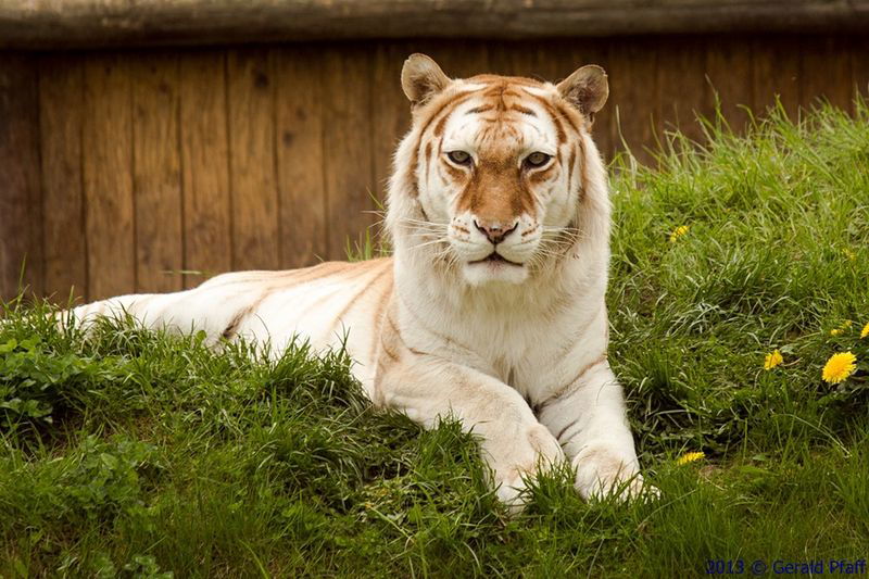 Golden Taby Tiger