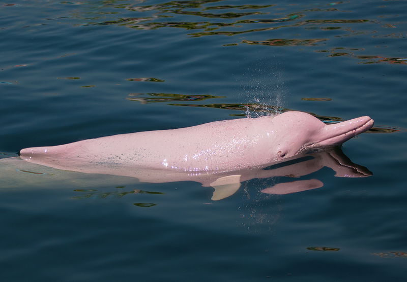 Pink Dolphin