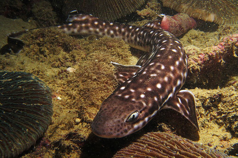 Australian Marbled Catshark