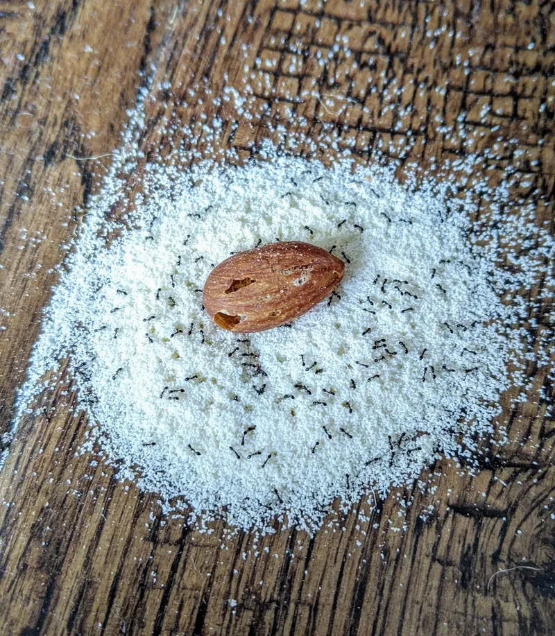 Ants gutted an almond