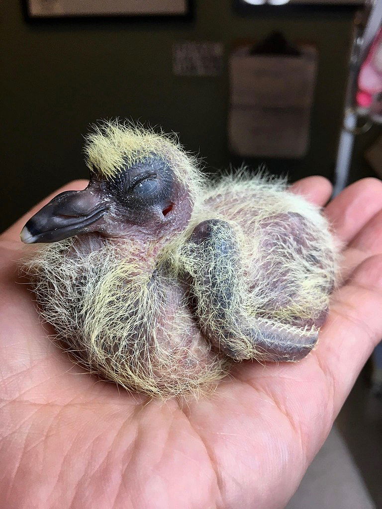 Baby Pigeon