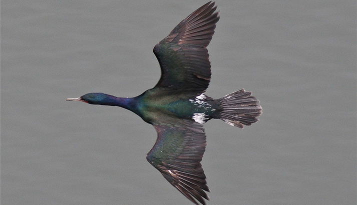 Pelagic cormorant