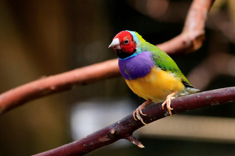 Gouldian Finch