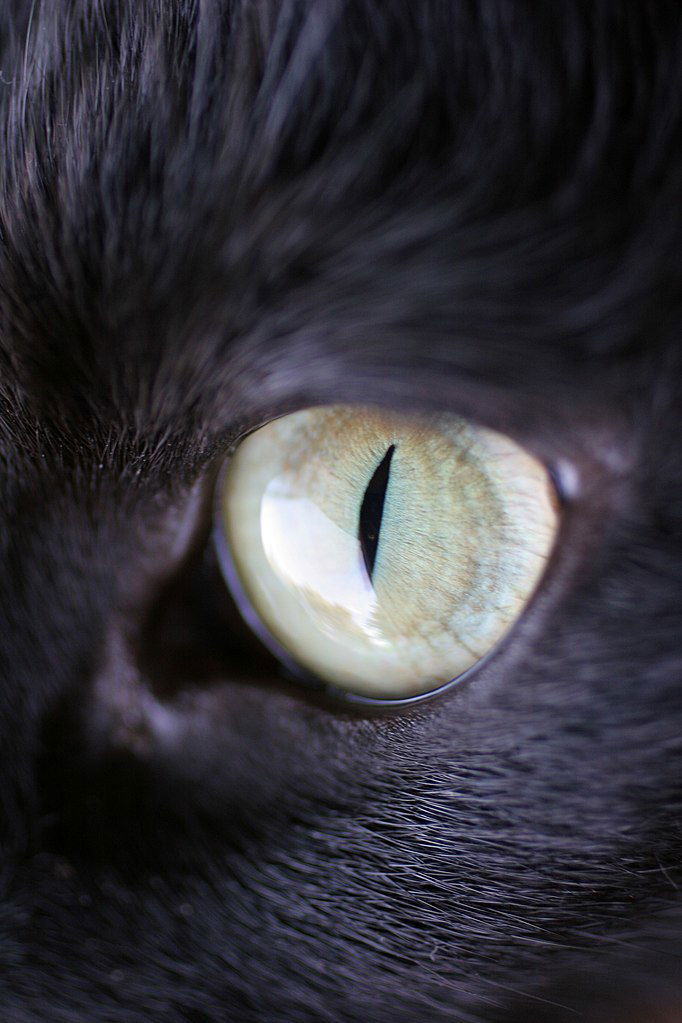 Cats Eye