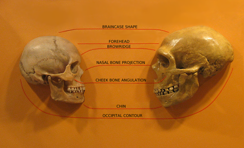 Sapiens neanderthal comparison