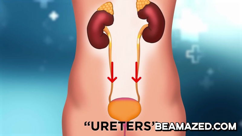 The bladder is the organ that receives urine from the kidneys