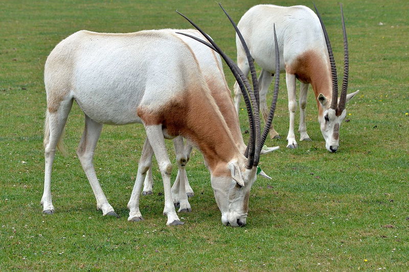 Scimitar oryx, the Scimitar Horned Oryx