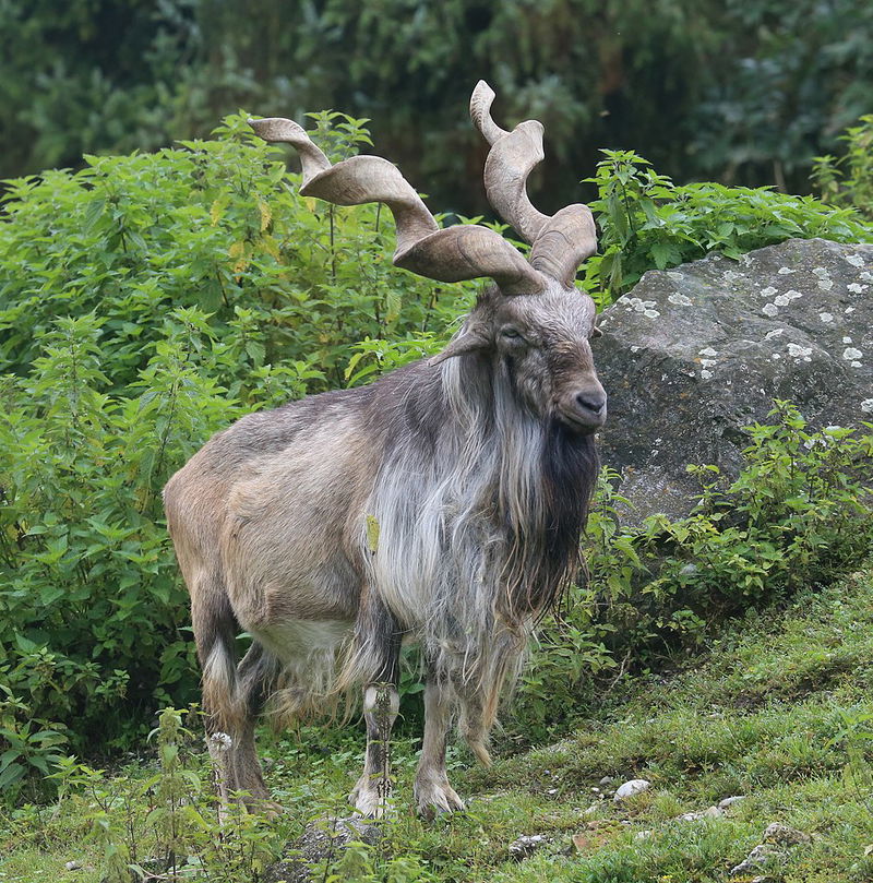 Markhor, the Markhor goat