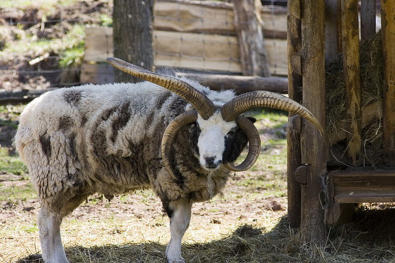 Wildpark Tambach, Jacob Sheep