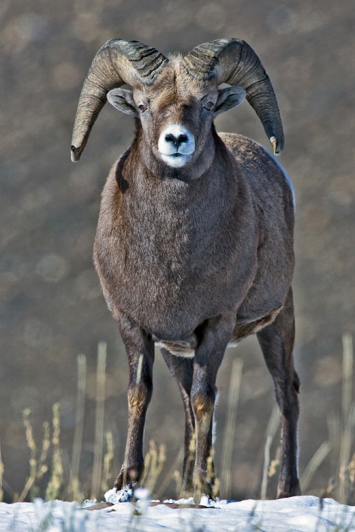 Big Horn Sheep