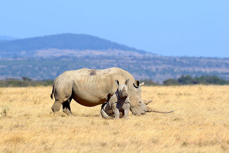 African White Rhino in Solio Reserve