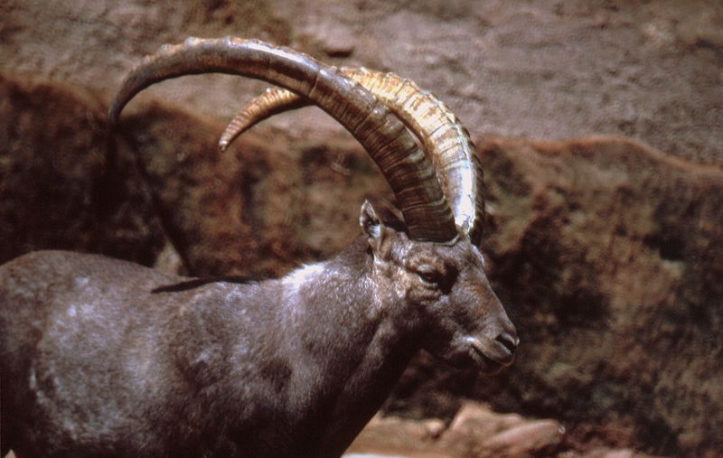 Capra ibex