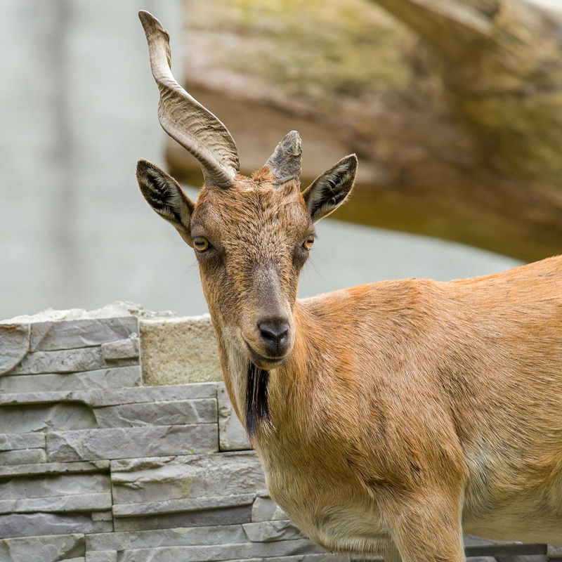 Female markhor goat