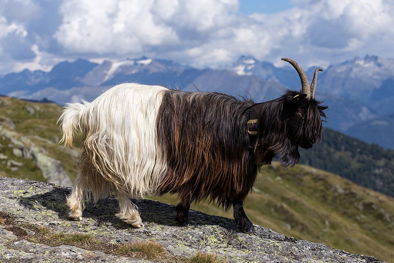 Valais Black Necked Goat