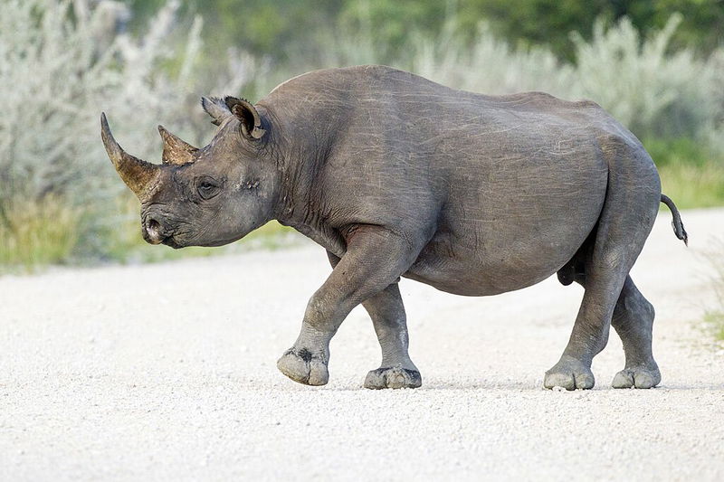 Black Rhino