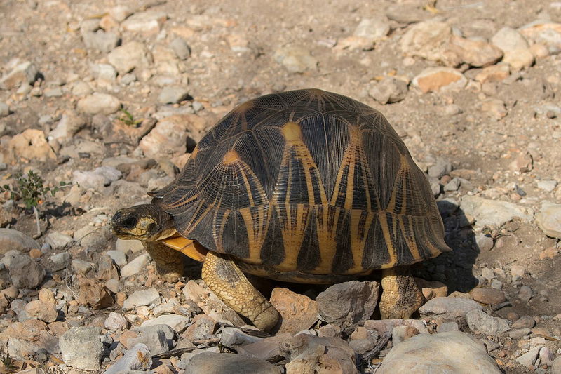 Radiated tortoise