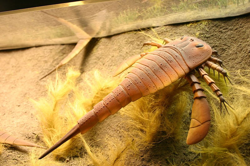 Eurypterids from Ordovician Period