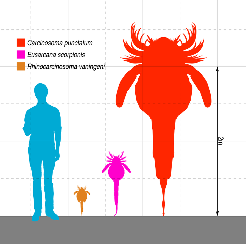 Carcinosoma vs Human Height