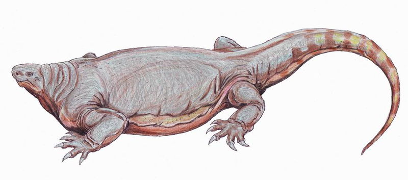 Cotylorhynchus