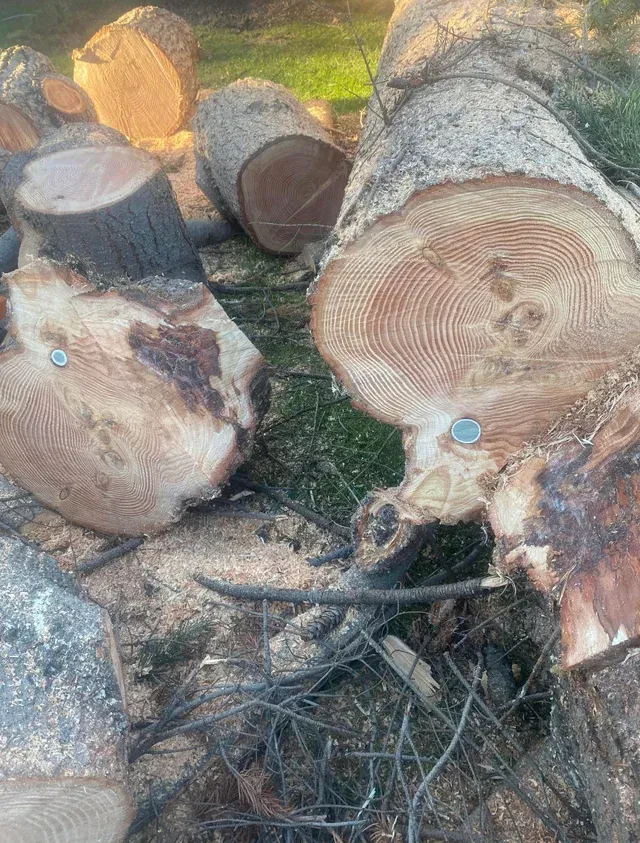 Golf ball inside a tree