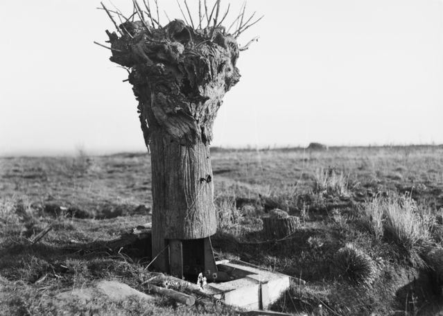 Tree Camouflage in WWI