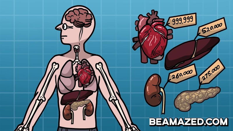 Price of human organs