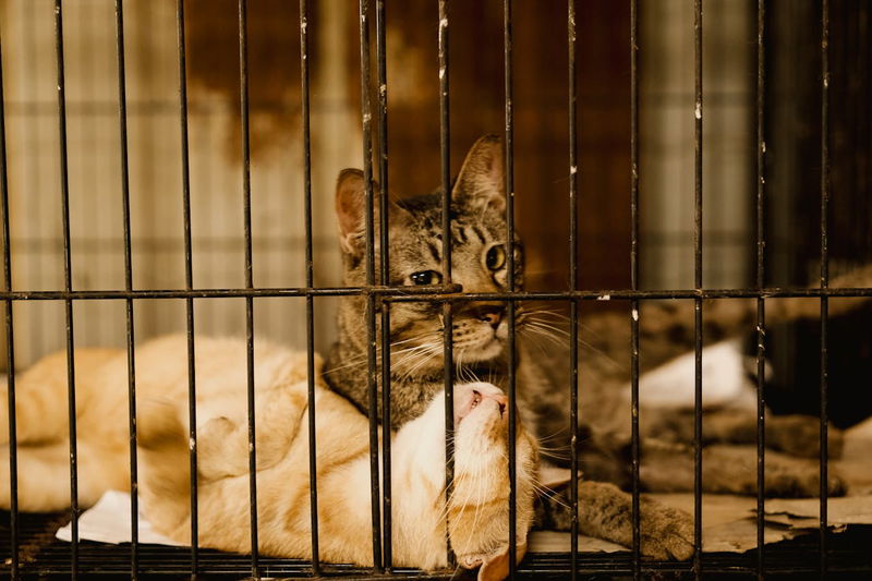 Cats in Cage Sold in China