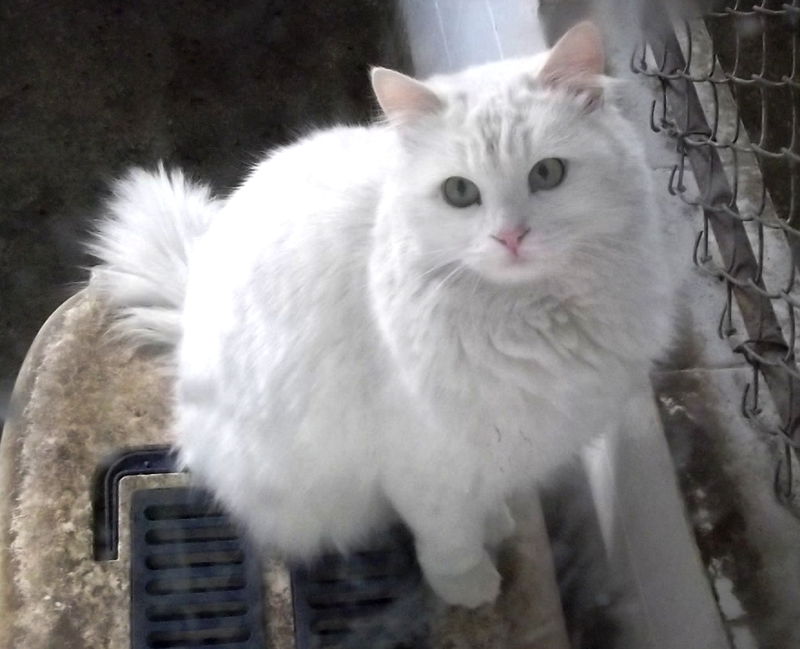 Turkish Angora cat