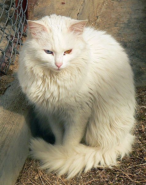 heterochromia in turkish angora cat