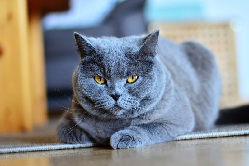 Chartreux cat