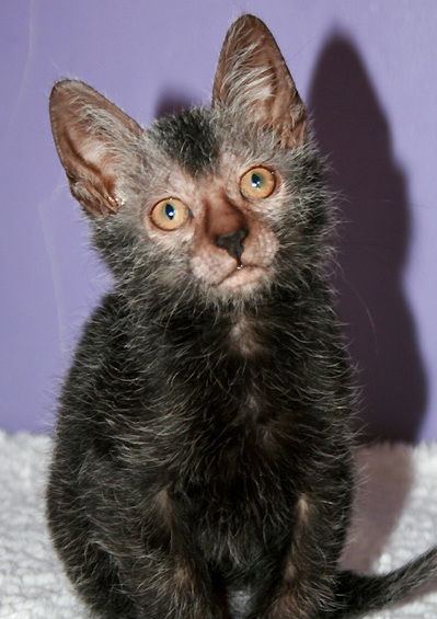 Lykoi, wolf cat