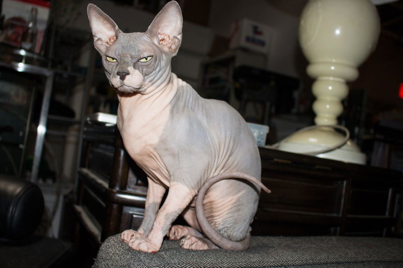 Peterbald cat, sphynx cat, don sphynx