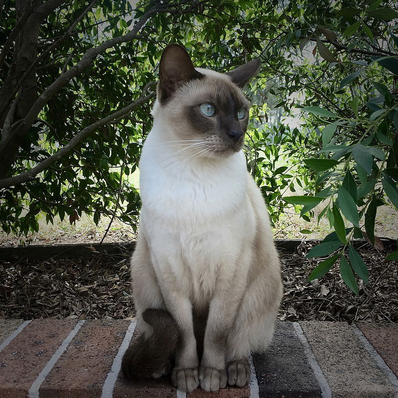 Tonkinese cat